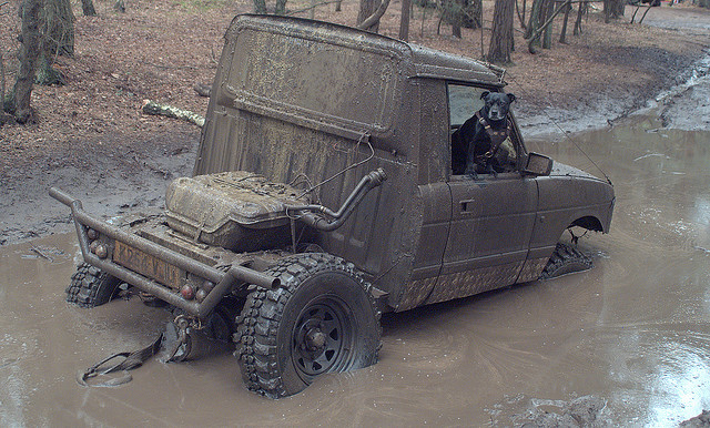 in a rut_marooned staffie