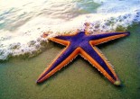 royal starfish