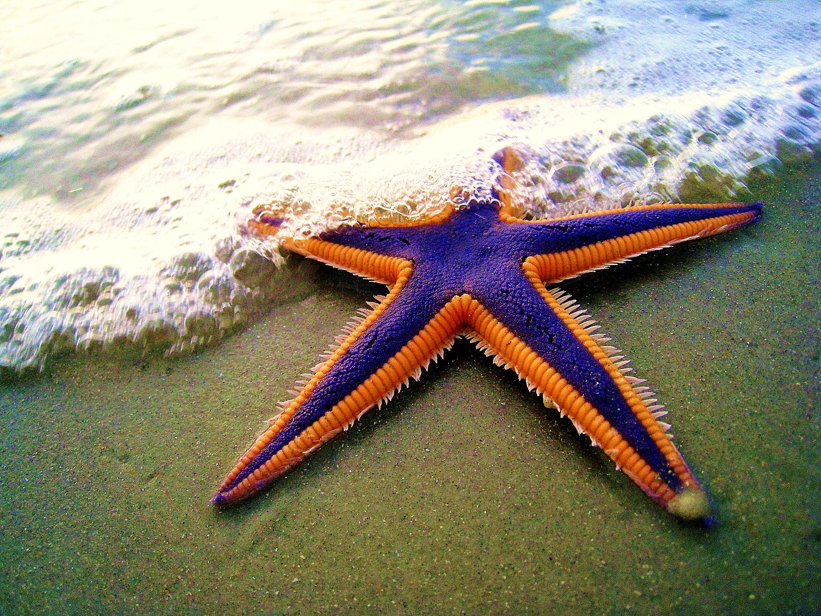 royal starfish