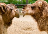 camels in a conversation